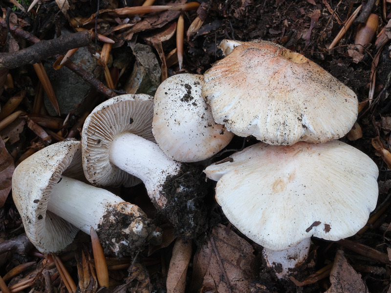 Inocybe erubescens